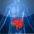 Internal Organs
